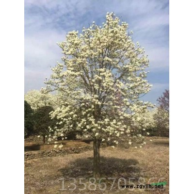 广玉兰图片\广玉兰报价