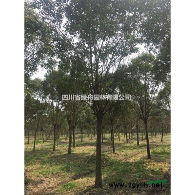 长期供应银杏/白果苗/四川银杏