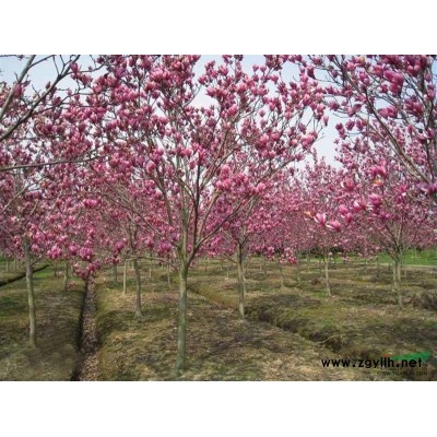 桂花小苗/樱花小苗/海棠小苗/女贞小苗/广玉兰小苗/石楠小苗