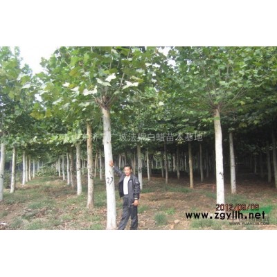 供应：实生、嫁接银杏