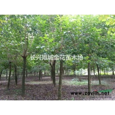 浙江实生银杏、移栽银杏