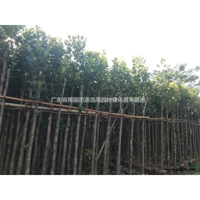 出售移植苗袋苗5-30公分光棍、骨架、全冠香樟