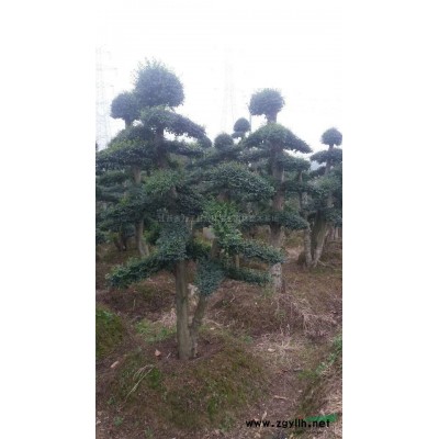 广玉兰 江西广玉兰 大规格九江广玉兰 广玉兰图片