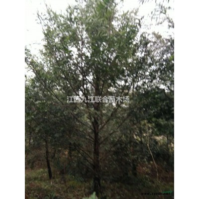 大小规格香樟小苗基地