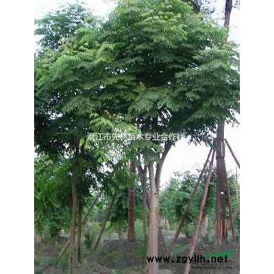 广玉兰批发，广玉兰价格，广玉兰出售