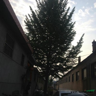 临沂地区供应银杏树