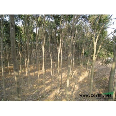 银杏图片\银杏报价