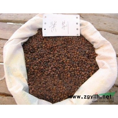 江西广玉兰种子介绍