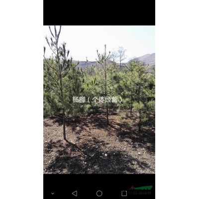 出售米径15左右银杏