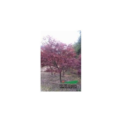 浙江嵊州广玉兰供应