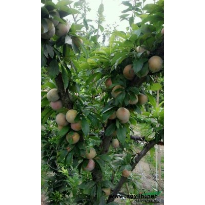 浙江嵊州金庭出售广玉兰15-20公分