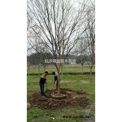 湖南地区供应各类规格多头骨架移栽香樟