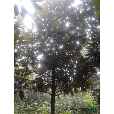 2015*新广玉兰价格