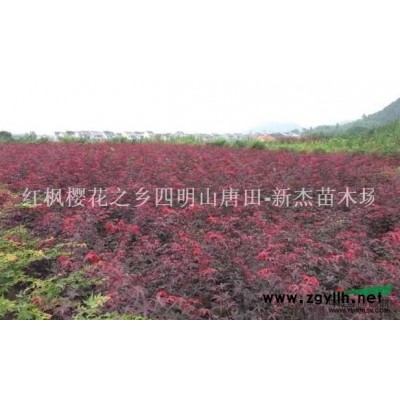 香樟*新价格/香樟报价