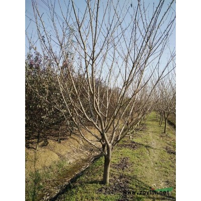 大量供应精品香樟