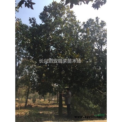 浙江香樟,精品香樟