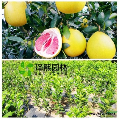 泽熙广玉兰~专业培育~实体现货~2-20公分 广玉兰树苗