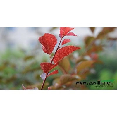 广玉兰2*新价格/广玉兰2报价