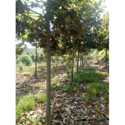 大量供应4-6公分的香樟树