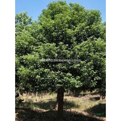湖北荆州地区供应10-36cm香樟