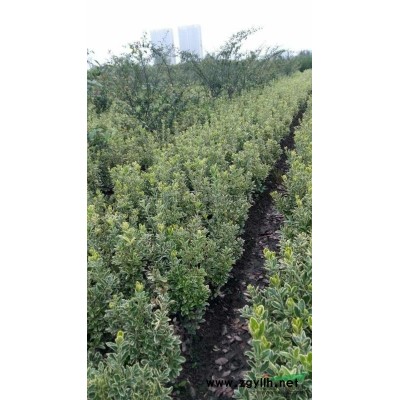 浙江地区供应广玉兰