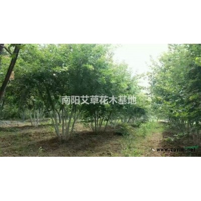 河南香樟树 南阳香樟树 河南香樟 香樟价格