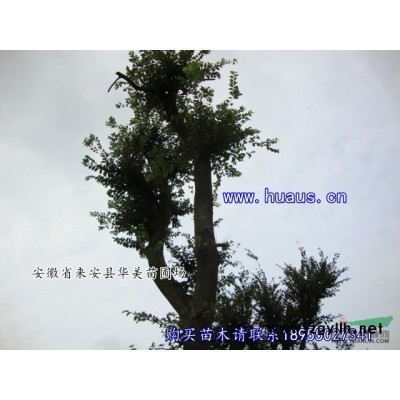 一万棵嫁接广玉兰小苗