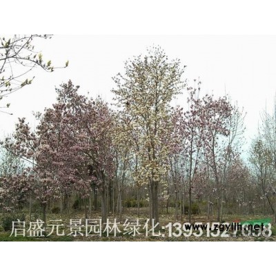 江苏银杏*新报价/银杏图片