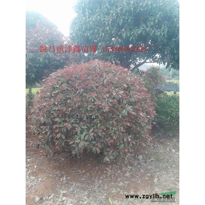 广玉兰30-40公分