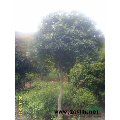 切杆香樟*新价格/切杆香樟报价