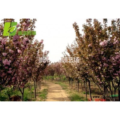 成都郫县温江崇州长期低价供应香樟等乔灌木