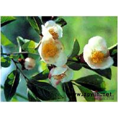 银杏种子报价/江西银杏种子报价