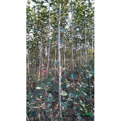 广玉兰2公分量大