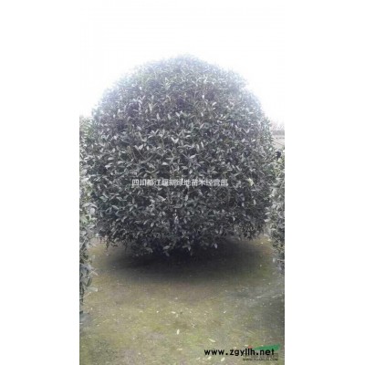 精品香樟【供应】