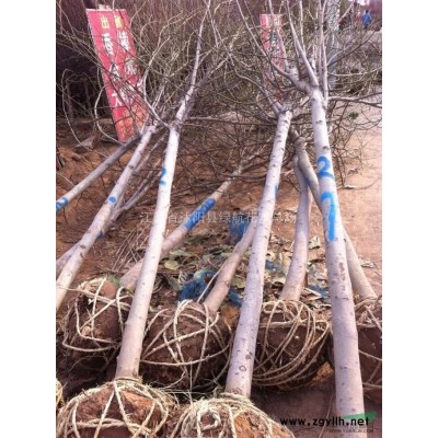 源头售：红叶李，樱花，高杆女贞，法桐，广玉兰，水杉，紫叶桃