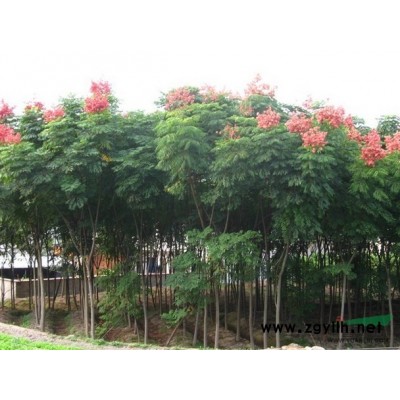 福建香樟，福建香樟采购中心，福建香樟规格*，福建香樟批发