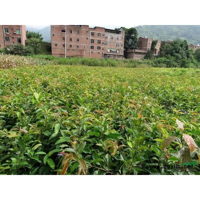 提供种子：杉树、吊杉、银杏、紫薇、红豆杉、黄葛树、皂角、香樟