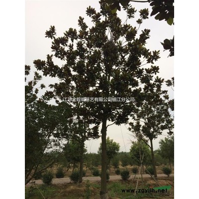 香樟13-30cm大量出圃