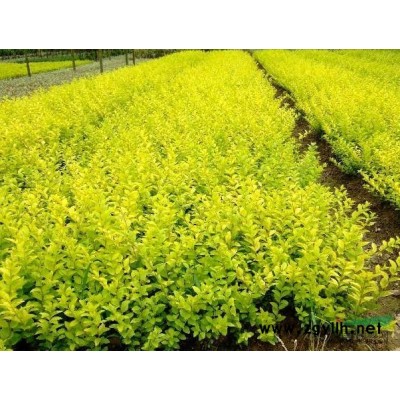 供应广玉兰/安徽广玉兰低价格批发