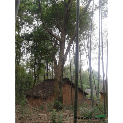 银杏 30-75cm大树 树在一个地方