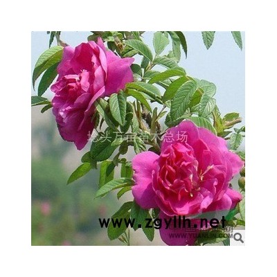 江苏嫣红苗木场 供应各规格银杏 量大从优