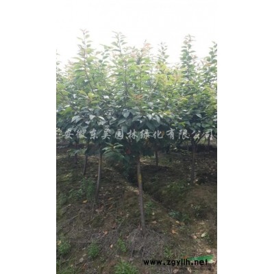 香樟报价/安徽香樟报价