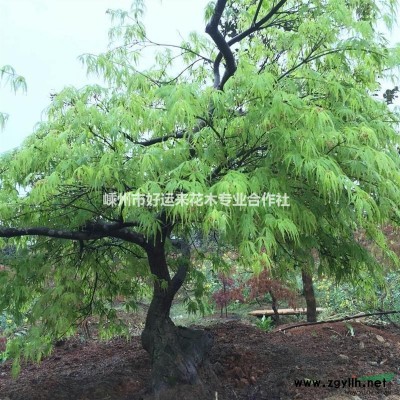 五针松  精品五针松  造型五针松  桂花香樟