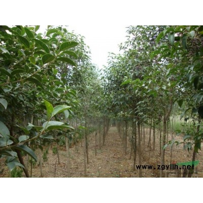 供应法桐、栾树、广玉兰