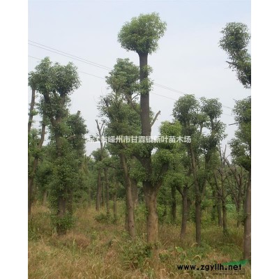 香樟 桂花 桂花价格 香樟价格