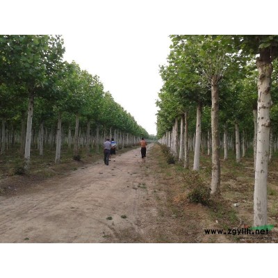 8-20公分的广玉兰