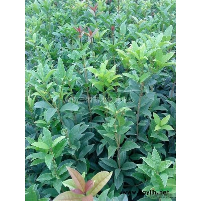 香泡、罗汉松、广玉兰