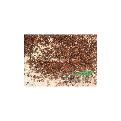 楠木 刨花楠 红豆杉 桂花 嫁接油茶 香樟