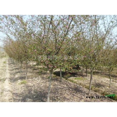 广玉兰小苗、广玉兰价格、广玉兰树苗、广玉兰大树、