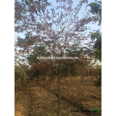 供应3-5公分香樟苗， 江苏南京货源